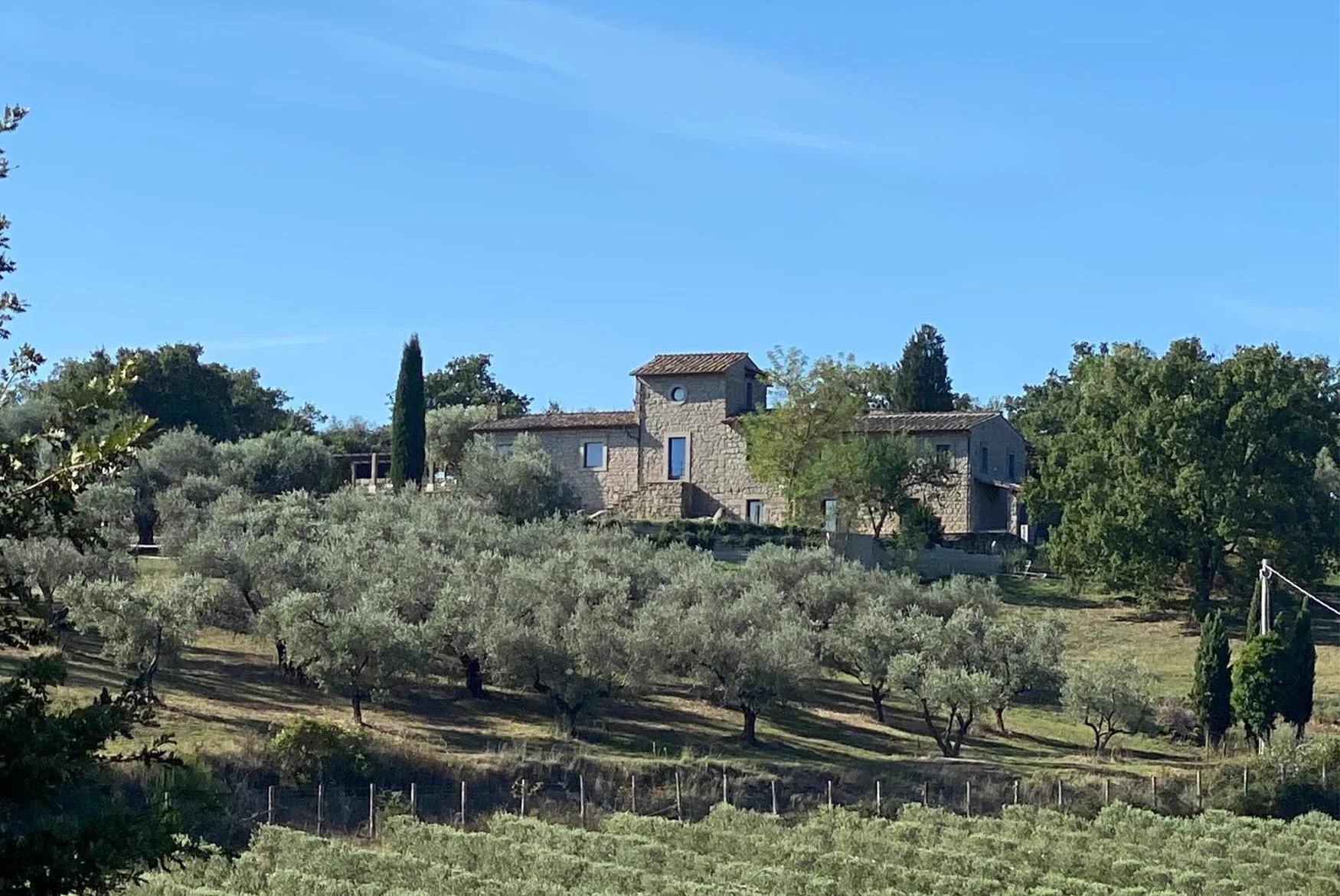 Rows of olive trees on the estate, long grass between the trunks.
