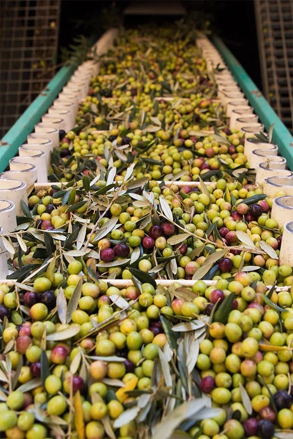 Stainless olive-oil production equipment in a working mill.